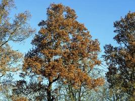 feuillage d'automne et un ciel bleu clair photo