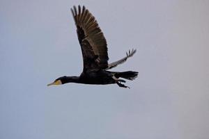 noir cormoran oiseau dans vol sur une Contexte de le bleu sans nuages ciel photo