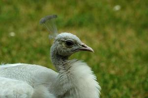 blanc paon tête photo