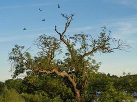 des oiseaux et un arbre photo