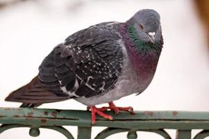 sauvage gratuit Pigeon séance sur une clôture dans une hiver neigeux paysage dans le Contexte photo