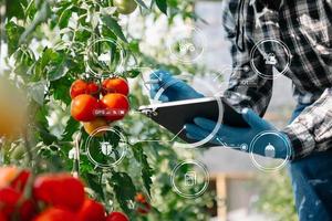agriculteur regardant des tomates biologiques en serre, agriculteurs travaillant dans une agriculture intelligente photo