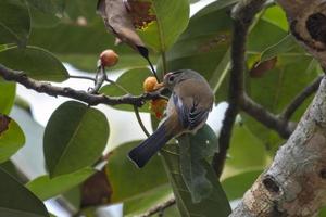 à ailes bleues minla ou actinodure cyanouroptères vu dans rongtong dans Ouest Bengale photo