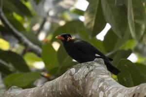 commun colline myna ou gracula religiosa observé dans rongtong dans Ouest Bengale, Inde photo