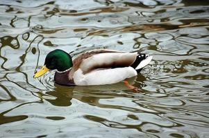 canard sur l'eau photo