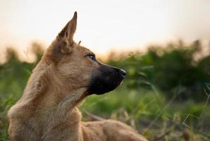 une chiot marron chien sur le vert herbe et à la recherche content bokeh brouiller Contexte avec copie espace photo