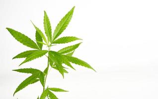 vert cannabis feuilles isolé sur blanc Contexte avec copie espace photo
