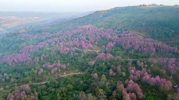 rose Sakura fleur ou sauvage himalayen Cerise sur Montagne photo