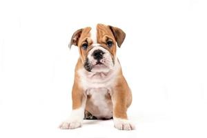 mignonne chiot de Anglais bouledogue photo