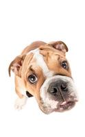 portrait de Anglais bouledogue chiot photo