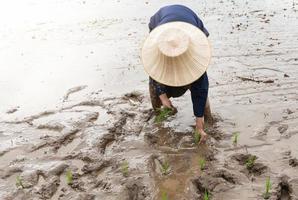 thaïlandais agriculteur repiquage riz semis dans paddy champ photo