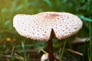 proche en haut une blanc champignon ou faux parasol Contexte photo