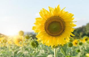 magnifique épanouissement tournesol dans des dossiers photo