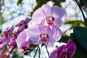 violet magnifique orchidée dans le Naturel orchidée phalaenopsis photo