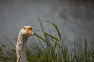 portrait de une OIE sur le des eaux bord photo