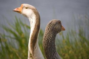 portrait de une OIE sur le des eaux bord photo