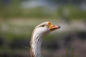 portrait de une OIE sur le des eaux bord photo