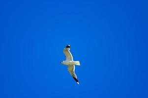 mouette sur ciel photo