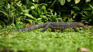 géant lézard ou varanus sauveteur en marchant sur le herbe dans forêt Contexte photo