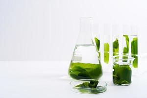 concept de écologie science recherche la biologie avec algue ou varech dans le laboratoire sur blanc Contexte photo