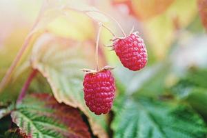 deux mûr framboises sur buisson dans ensoleillé tomber forêt, proche en haut photo