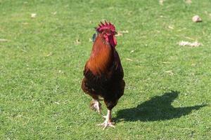 coq dans le arrière-cour photo