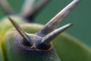 Contexte macro photo de épines de vert myrtillocactus géometrizans