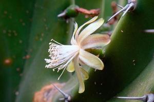 cactus blanc fleur de myrtillocactus géometrizans photo