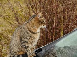 chat tigré est assis sur le capot de la voiture et regarde autour de lui, gros plan, automne photo