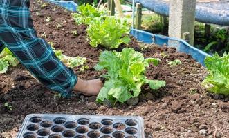 fermer agriculteur femelle main plantation germer avec le vert salade dans fertile sol. photo