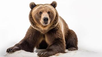 ai génératif une ours isolé sur blanc Contexte photo