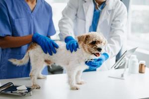 deux médecins sont examiner lui. vétérinaire médicament concept. shih tzu chien dans vétérinaire clinique. photo
