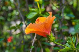 Orange hibiscus épanouissement et lumière du soleil dans Bangkok jardin Thaïlande photo