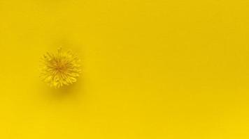 fleur jaune sur fond jaune. plat simple monochrome poser avec une texture pastel. concept de mode éco. photo de stock.