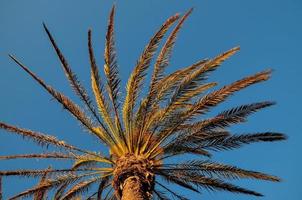 un palmier photo