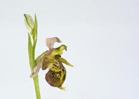 Fleur d'Ophrys heldreichii, Crète photo