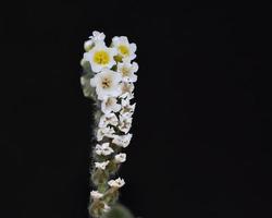 Heliotropium hirsutissimum, famille des boraginacées, Crète photo