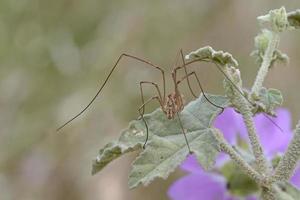opiliones anciennement phalangida sont un ordre d'arachnides communément appelés moissonneurs. Crète photo