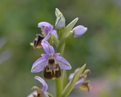 Ophrys Tili, Léros, Grèce photo