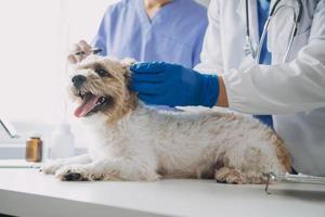 vétérinaire examiner chien et chat. chiot et chaton à vétérinaire médecin. animal clinique. animal de compagnie vérifier en haut et vaccination. santé se soucier. photo