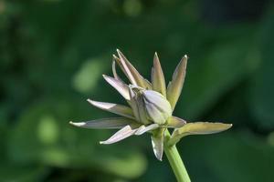 hosta fleurs ou Funkia, Rhénanie, Allemagne photo