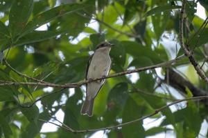 grand pie-grièche ou tephrodornis virgatus vu dans rongtong dans Ouest Bengale, Inde photo