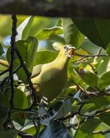 à queue d'épingle vert Pigeon ou tréron apicauda vu dans rongtong dans Ouest Bengale Inde photo