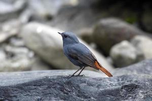 plombé l'eau rouge-queue ou Phoenicurus fuliginosus vu dans rongtong dans Inde photo