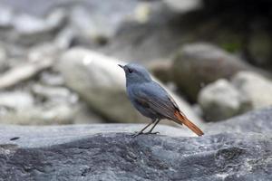 plombé l'eau rouge-queue ou Phoenicurus fuliginosus vu dans rongtong dans Inde photo