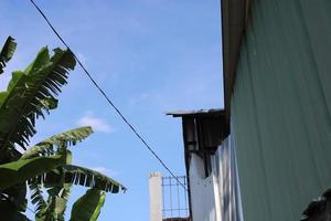 photo de banane arbre feuilles contre bleu ciel