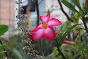 rose fleurs Floraison dans le jardin photo