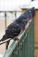 sauvage gratuit Pigeon séance sur une clôture dans une hiver neigeux paysage dans le Contexte photo