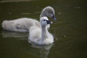 canard sur ferme photo