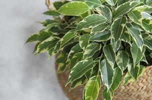 Ficus benjamin dans un panier photo